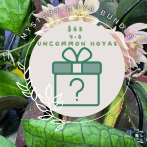Mystery Hoya Bundle | Uncommon