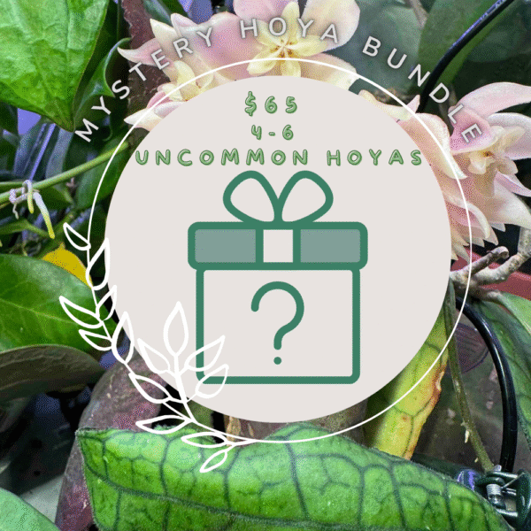 Hoya Bundle - Common Hoyas (2)