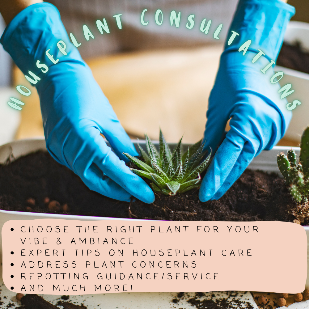 Houseplant Consultations