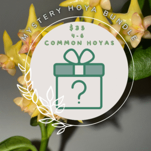 Mystery Hoya Bundle | Common