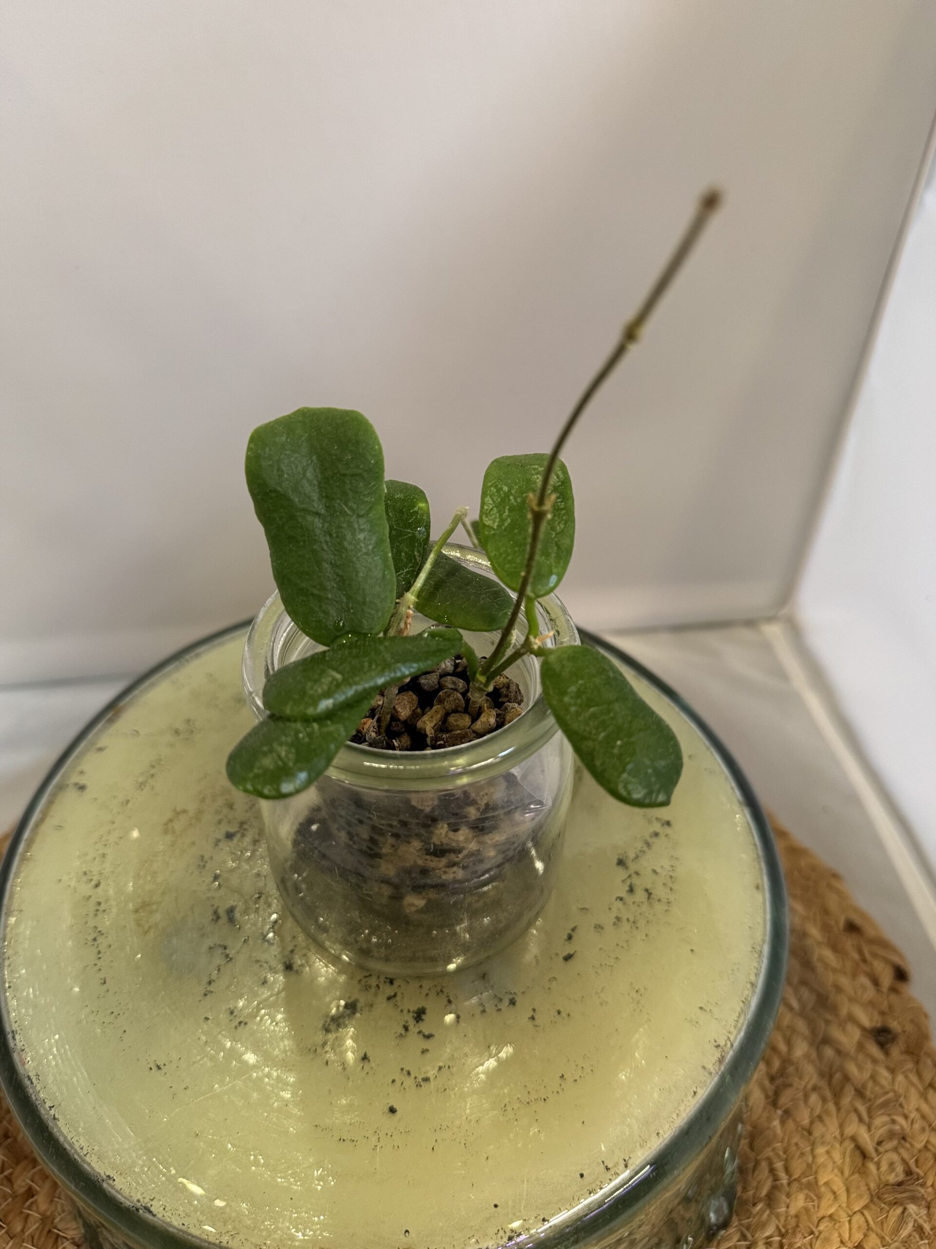 Hoya Rotundiflora - Image 3