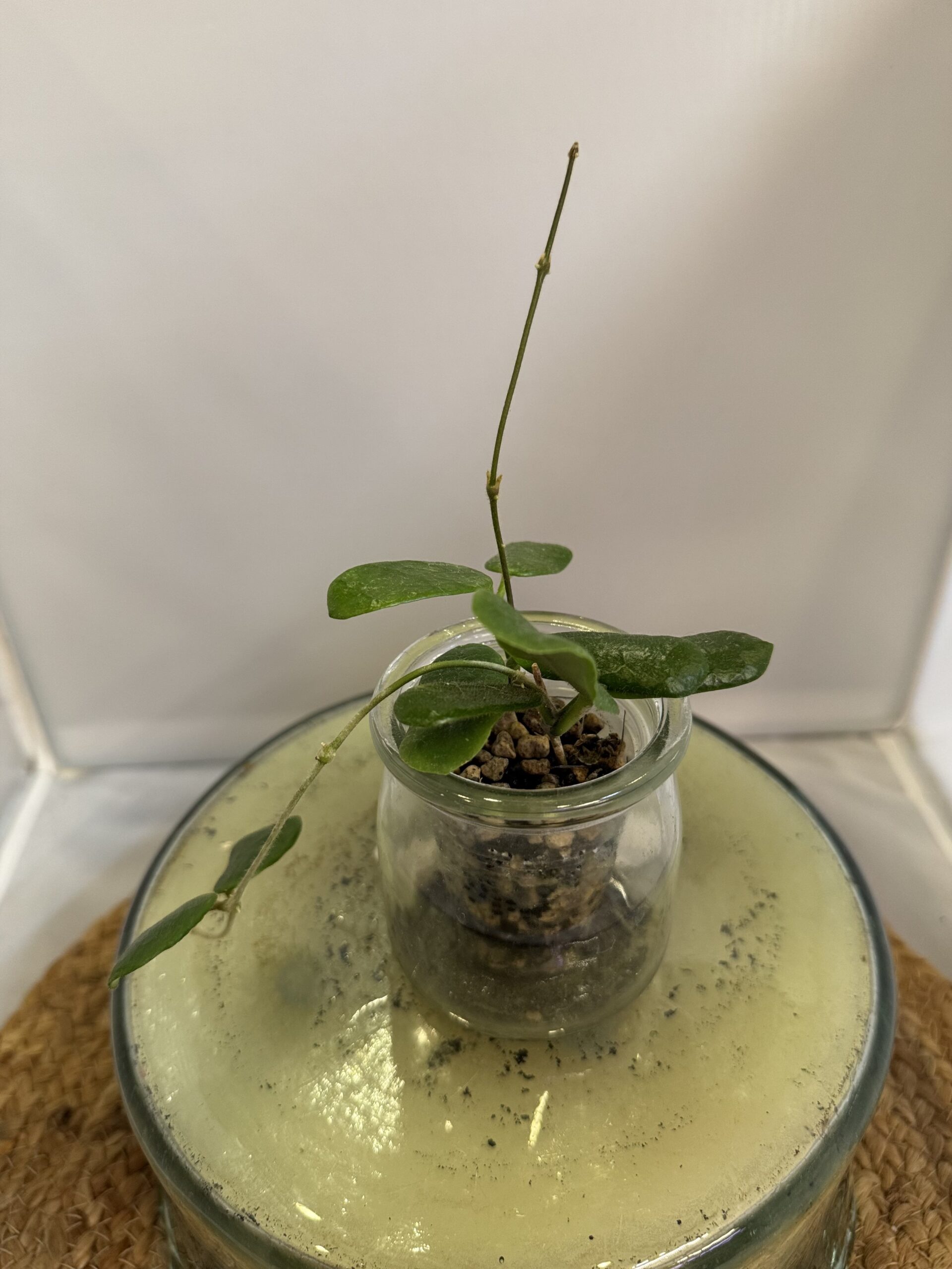 Hoya Rotundiflora - Image 2