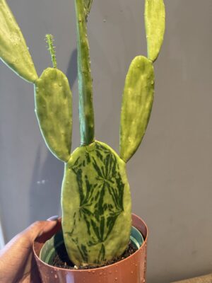 Opuntia Variegated [Large Cactus!]