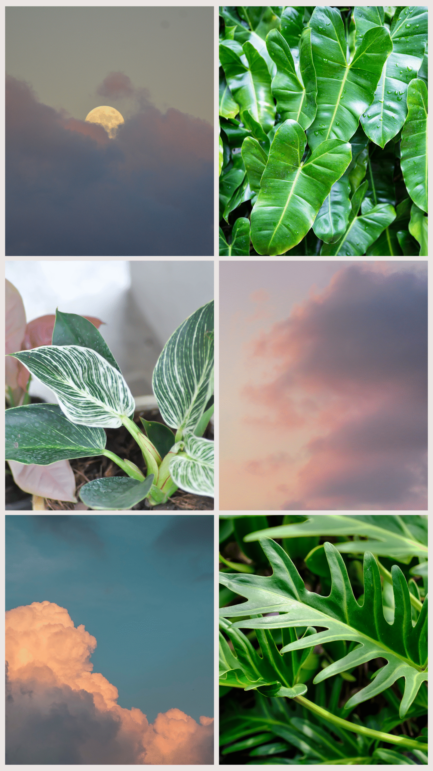Minimalist Nature Inspiration Photo Collage Your Story-6