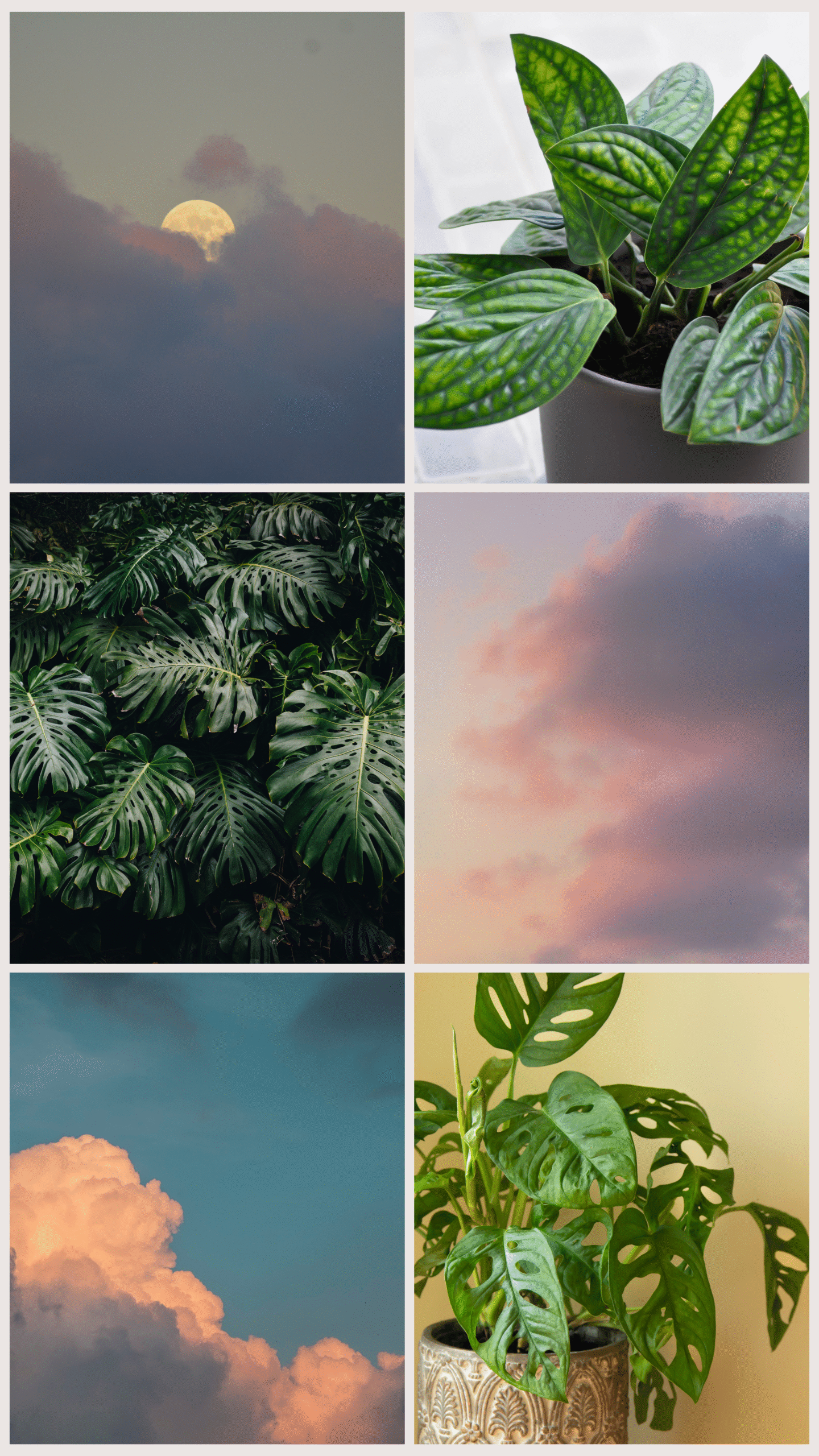 Minimalist Nature Inspiration Photo Collage Your Story-8