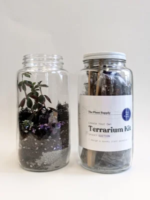 Halloween DIY Terrarium | Fall Plant Craft Kit