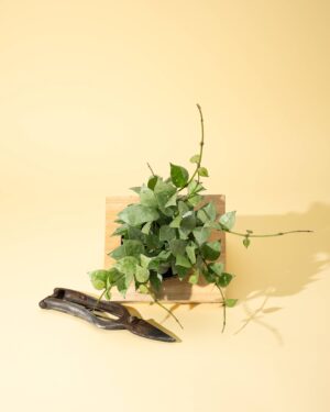 4" Hoya 'Krohniana Super Silver'