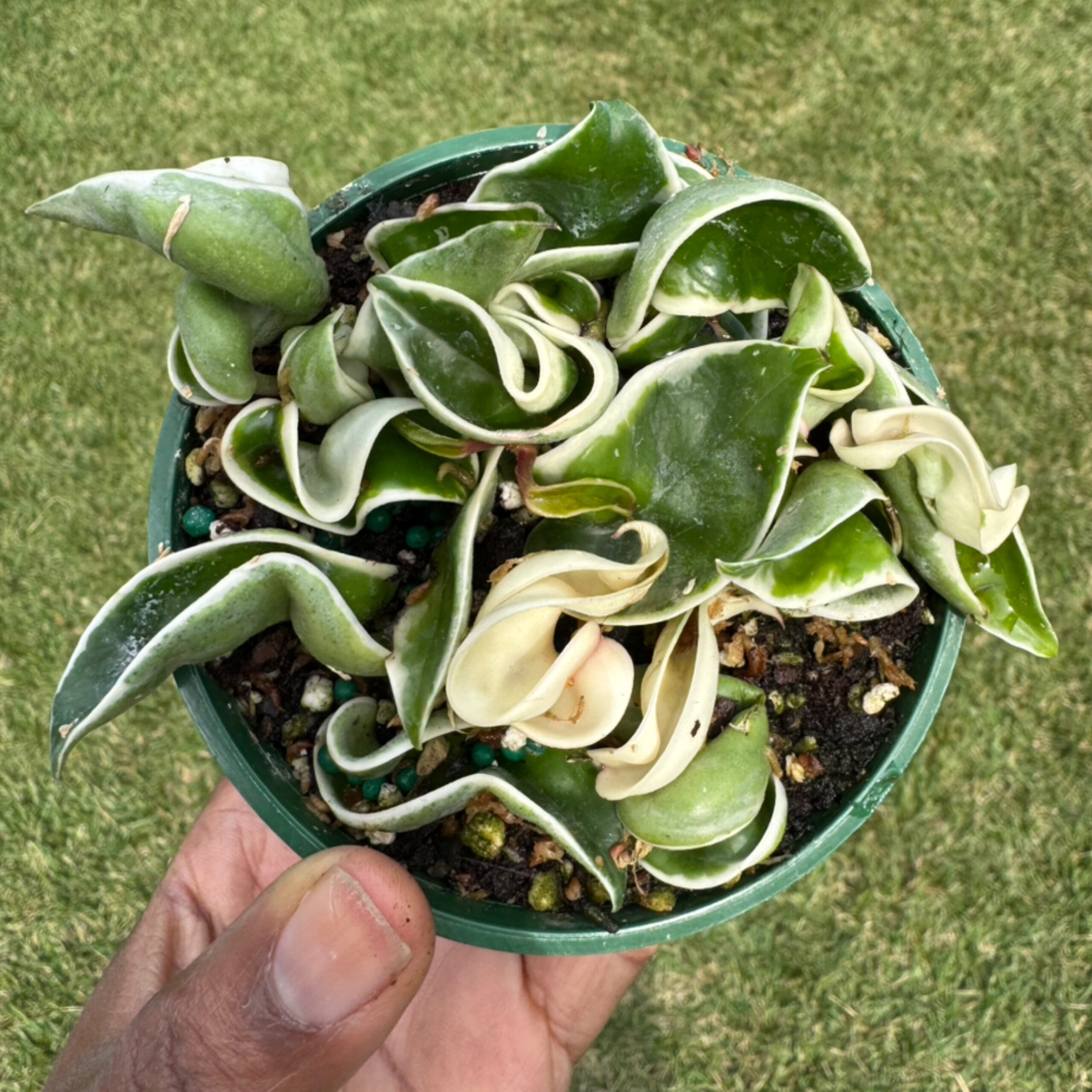 4" Hoya 'Compacta' Variegated