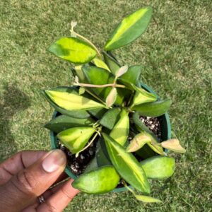 4" Hoya 'DS70' (Burtoniae) Variegated