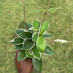 4" Hoya 'Krimson Queen'
