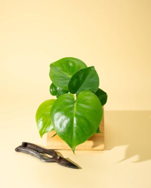 4" Monstera 'Deliciosa'