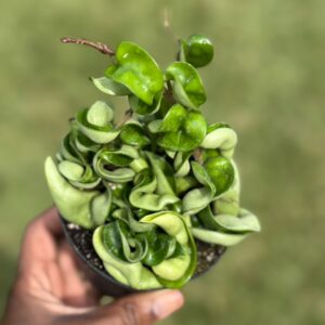 4" Hoya Carnosa Compacta