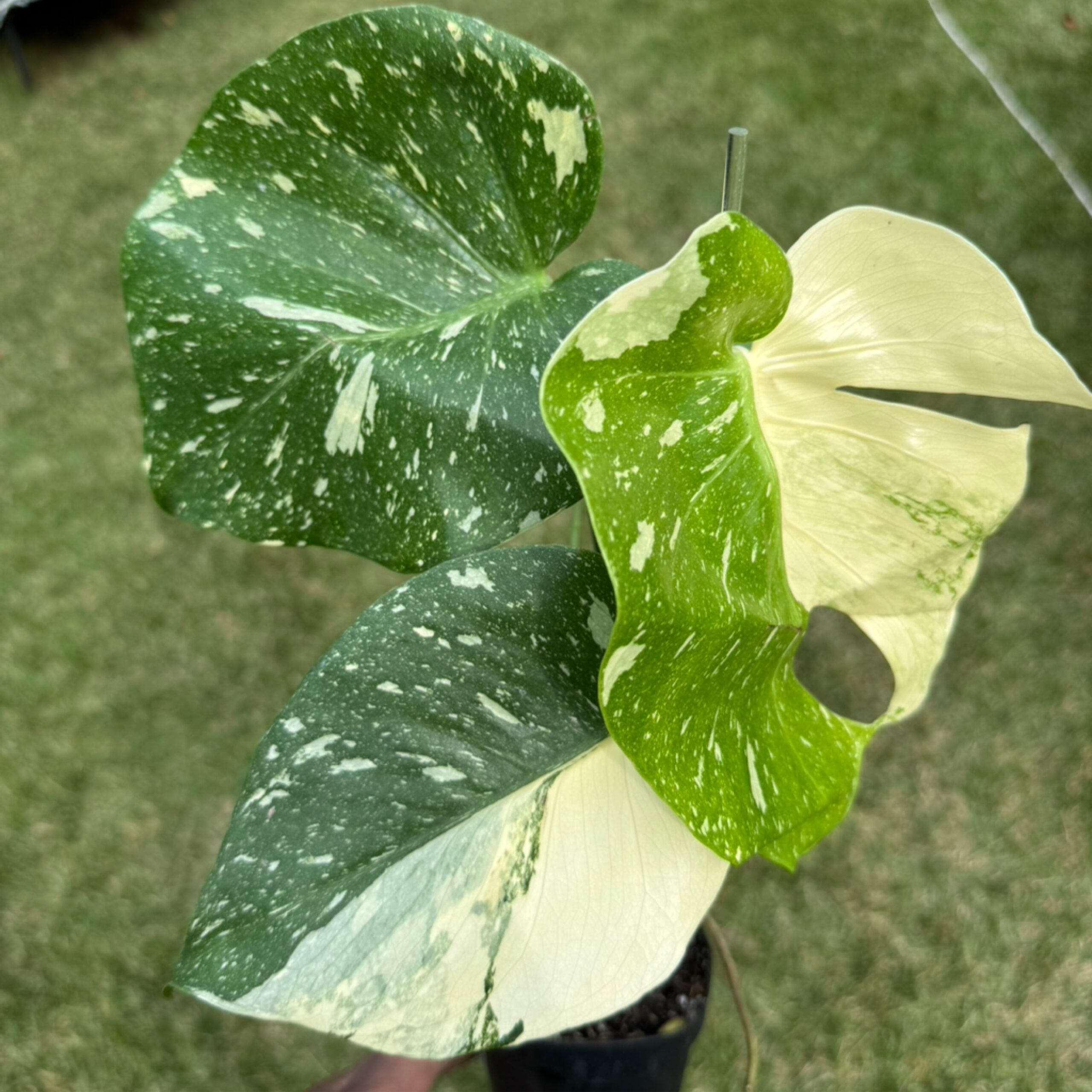 4" Monstera 'Thai Constellation'