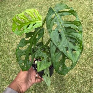 4" Monstera Adansonii 'Swiss Cheese' (Wide Form)