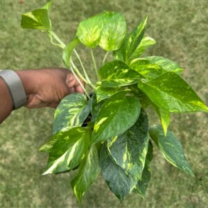 4" Pothos 'Golden'