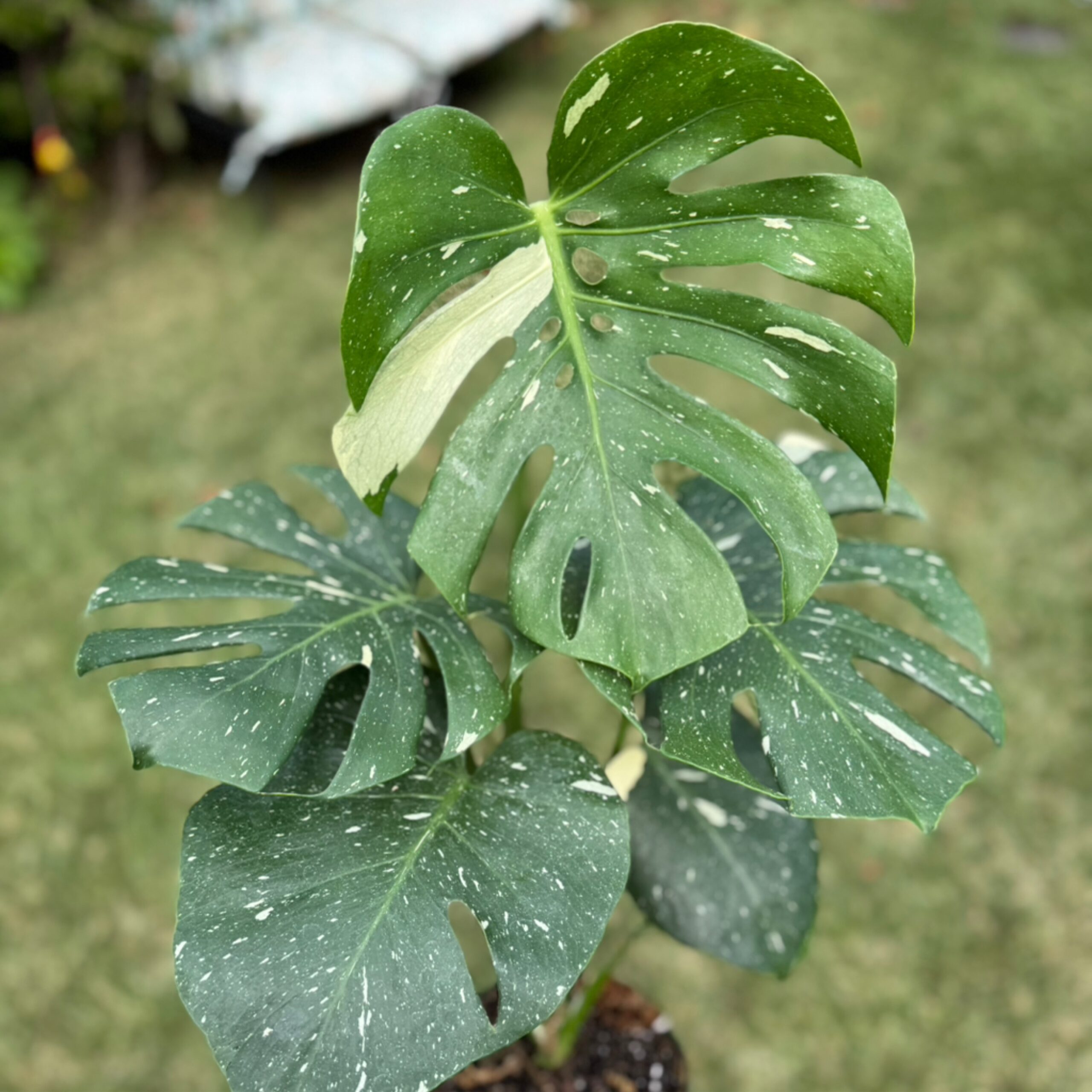 6" Monstera 'Thai Constellation'