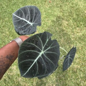 4" Alocasia Reginula 'Black Velvet'
