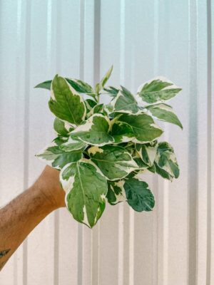 4" Pothos 'Pearls and Jade'