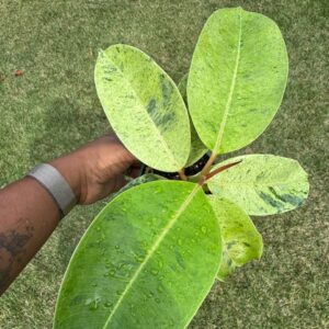 4" Ficus 'Shivereana'