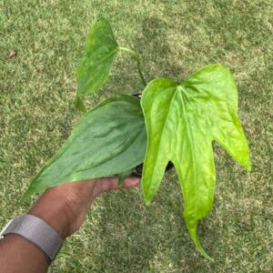 4" Anthurium 'Fingers'